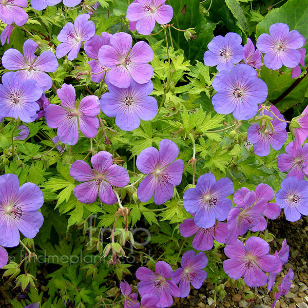 Big Photo of Geranium Bluesunrise