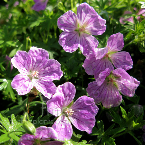 Big Photo of Geranium Canonmiles Fl