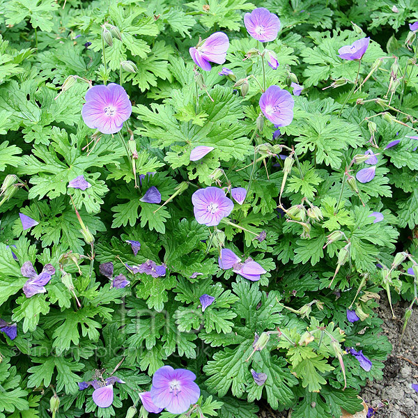 Big Photo of Geranium Johnsons Blue