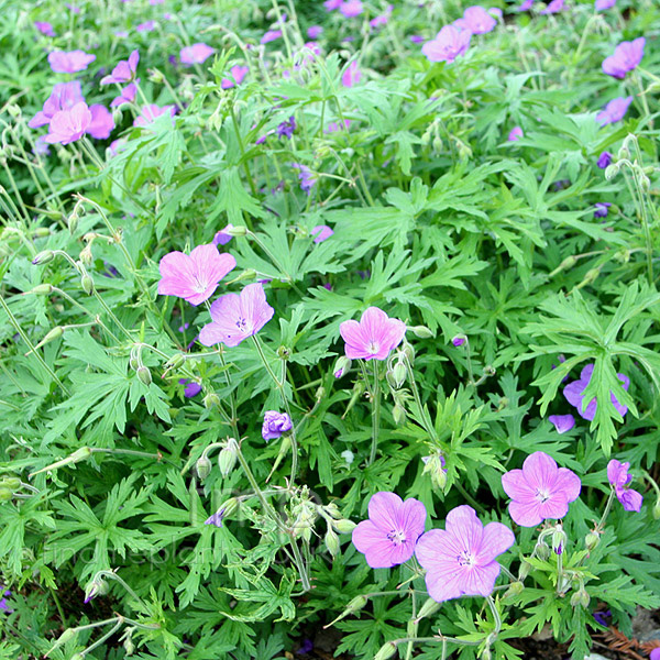 Big Photo of Geranium Kashmir Blue