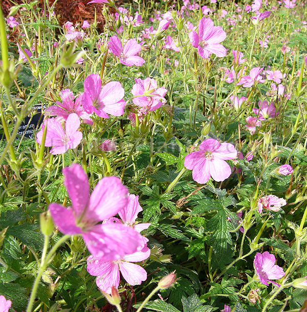 Big Photo of Geranium Macrorrhizum Bevan