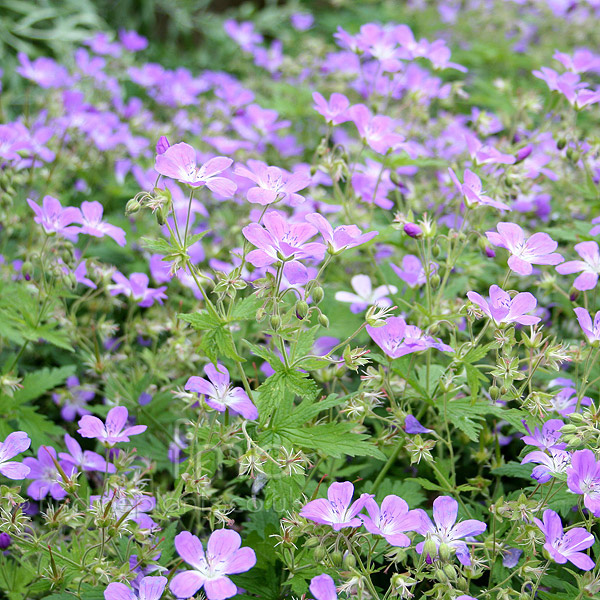 Big Photo of Geranium Mayflower