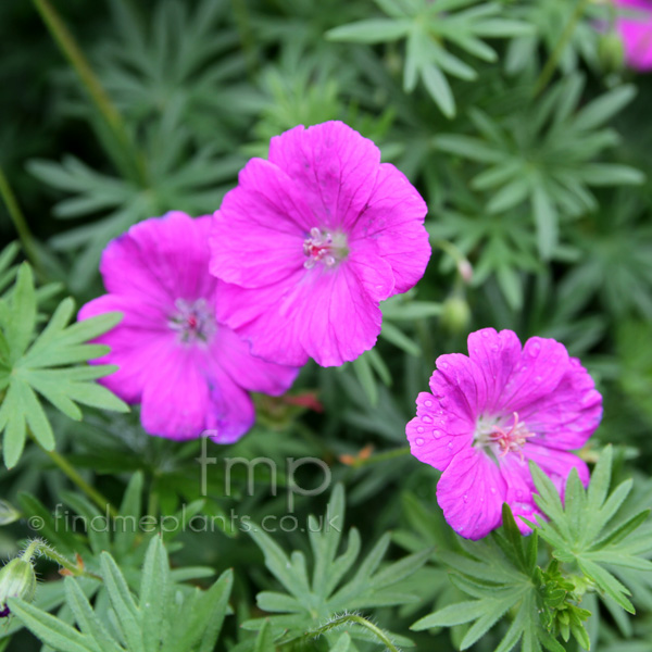 Big Photo of Geranium Nyewood Fl