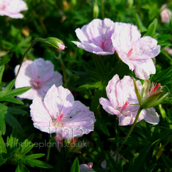 Big Photo of Geranium Sanguineum Striatum Fl