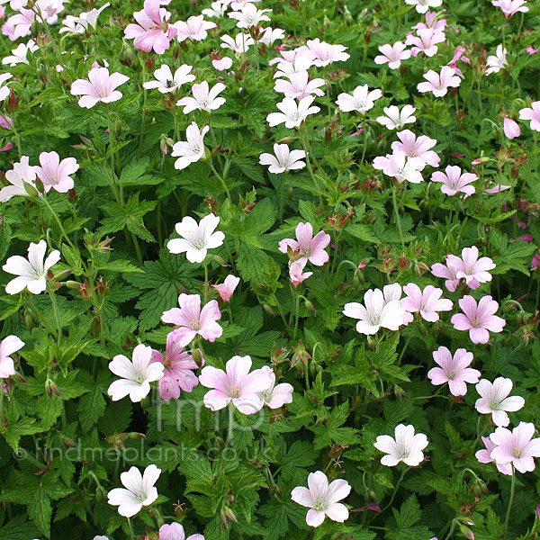 Big Photo of Geranium Wargrave