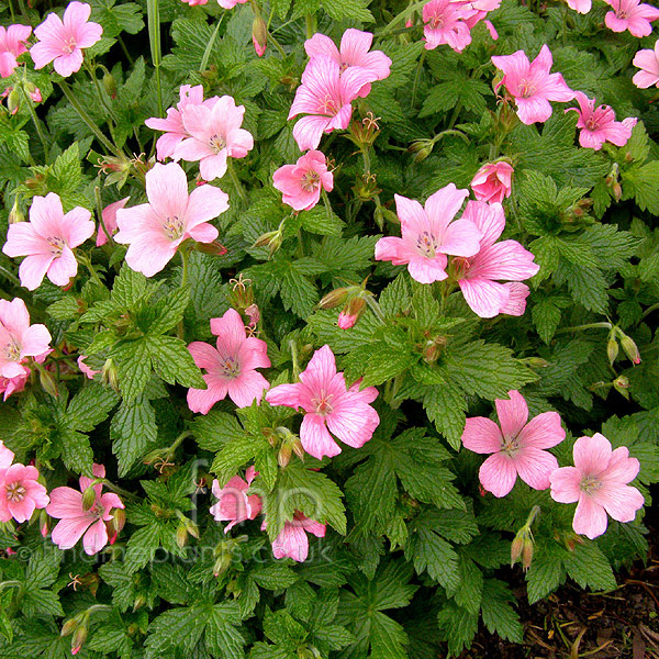 Big Photo of Geranium Wargrave Pink