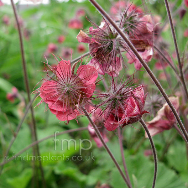 Big Photo of Geum Leonardsvariety