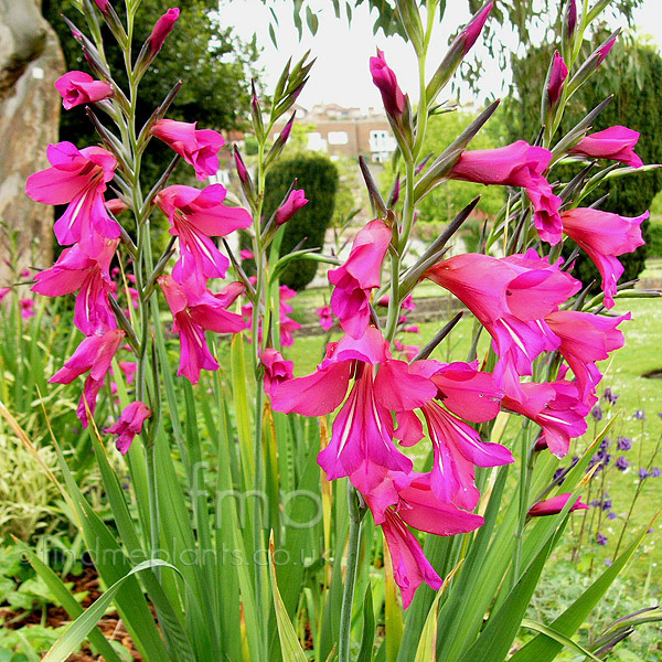 Big Photo of Gladiolus Byzantium