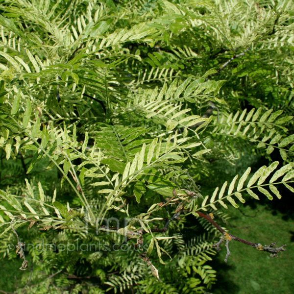 Big Photo of Gleditsia Triacanthos Variegata Lf