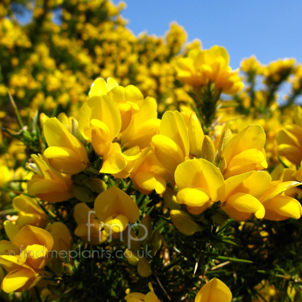 Big Photo of Gorse Flower