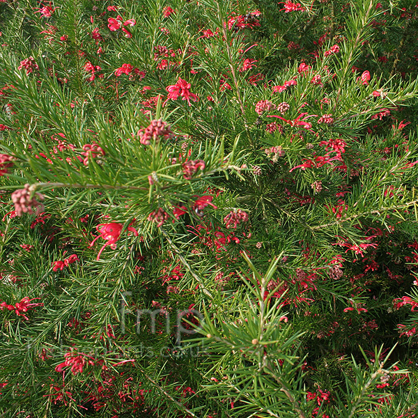 Big Photo of Grevillea Canberra Gem