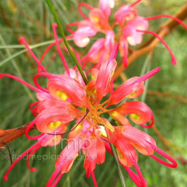 Big Photo of Grevillea Johnsonii