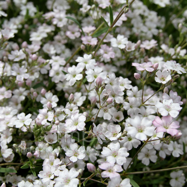 Big Photo of Gypsophila Libanotica Fl