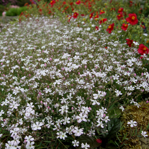 Big Photo of Gypsophila Repens White