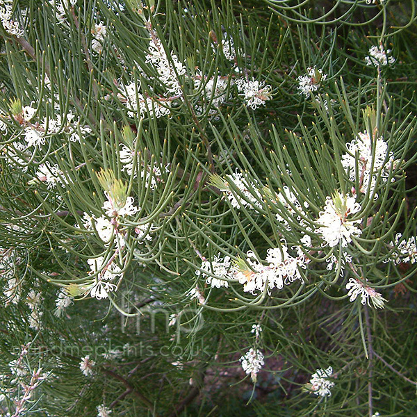 Big Photo of Hakea Lissosperma