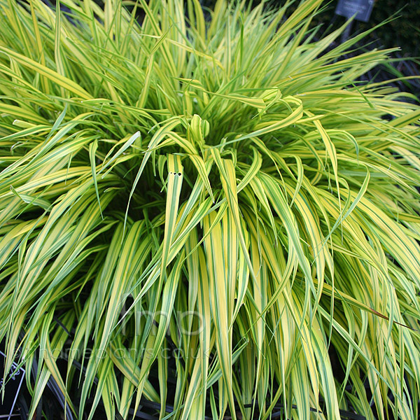 Big Photo of Hakenchloa Aureola