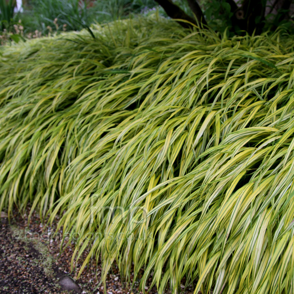 Big Photo of Hakenchloa Macra Alboaurea 2