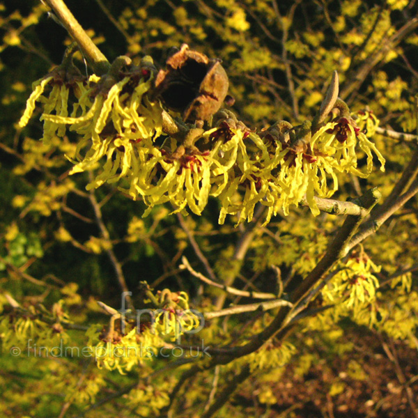 Big Photo of Hamamelis Arnoldpromise