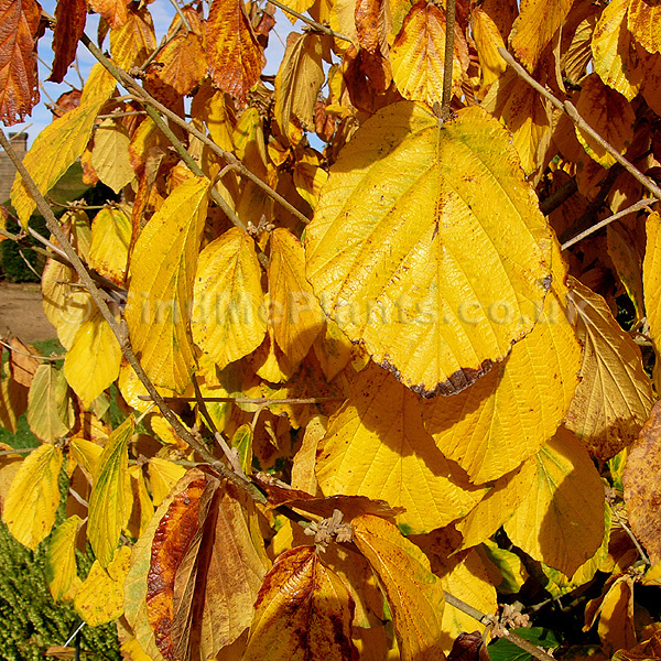 Big Photo of Hamamelis Intermedia Pallid