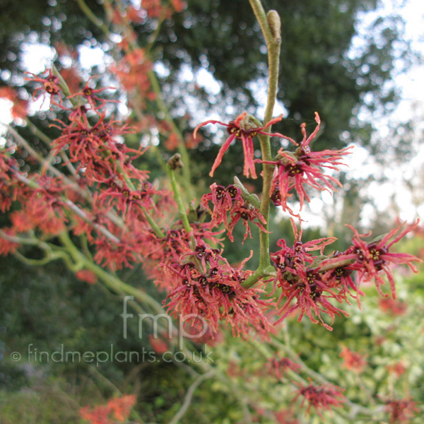 Big Photo of Hamamelis Jelena Fl