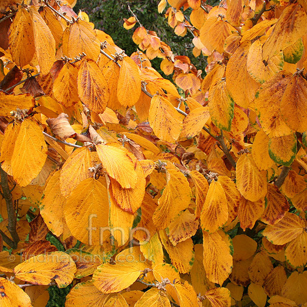 Big Photo of Hamamelis Moonlight