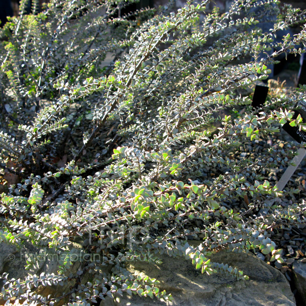 Big Photo of Hebe Pimeleoides Quicksilver