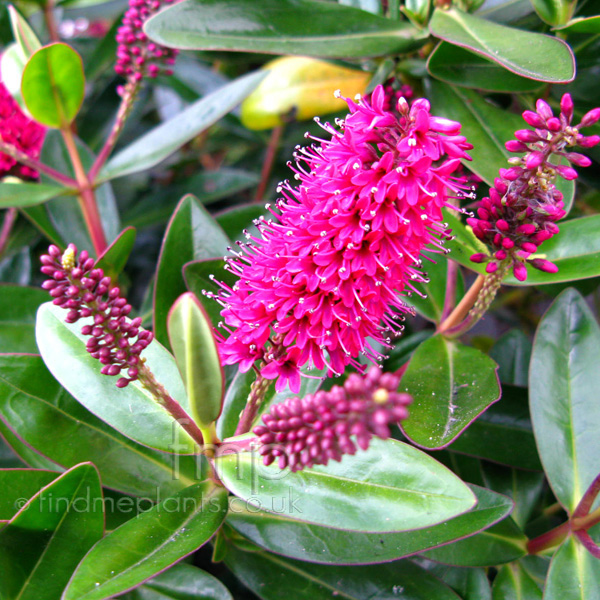 Big Photo of Hebe Speciosa Laseduisante Fl