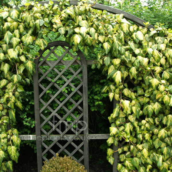 Big Photo of Hedera Colchica Sulphurheart