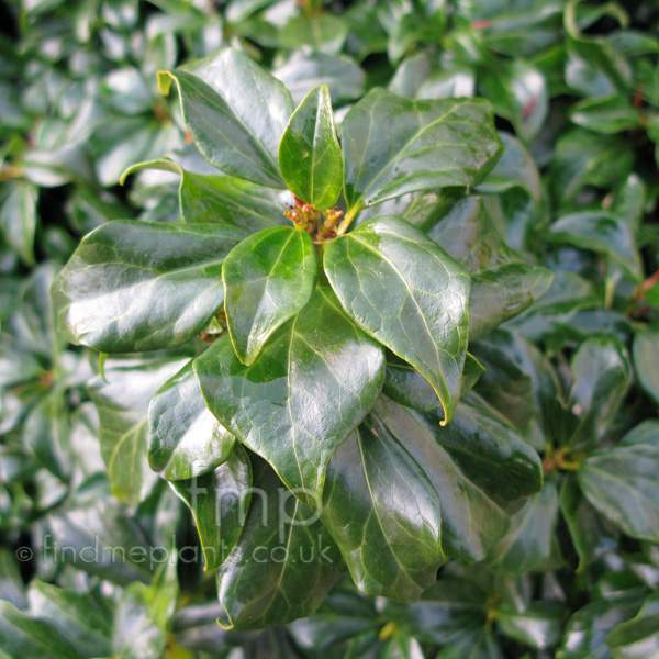 Big Photo of Hedera Formosana