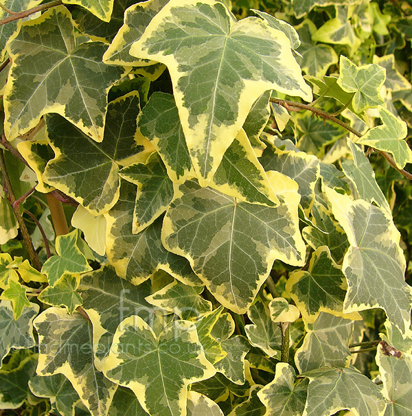 Big Photo of Hedera Helix Goldchild