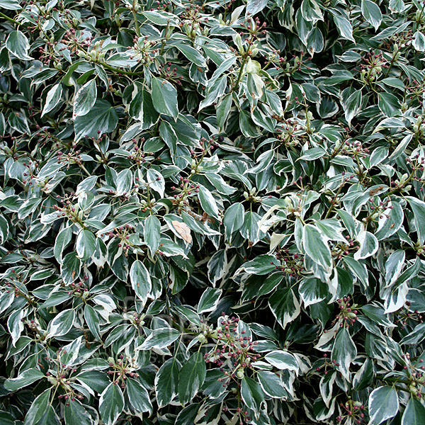 Big Photo of Hedera Helix Marginata