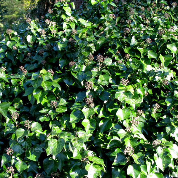 Big Photo of Hedera Helix Minormarmorata