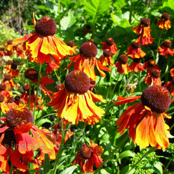 Big Photo of Helenium Noerheimbeauty Fl