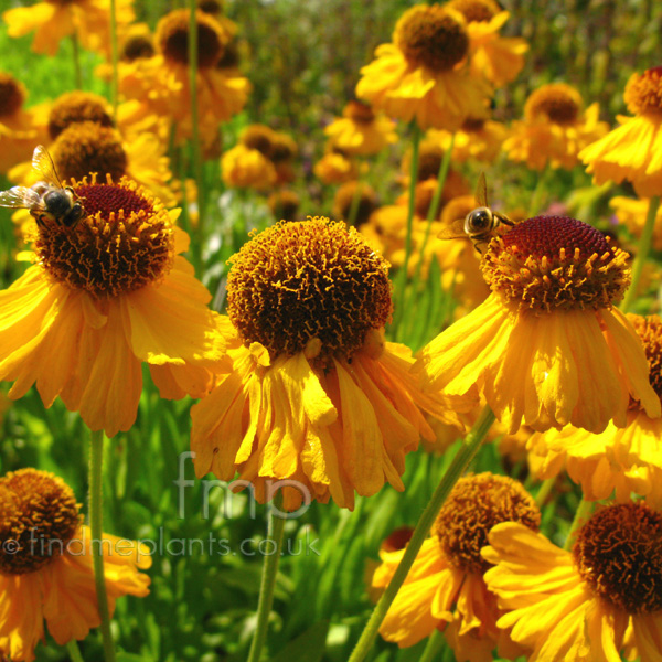 Big Photo of Helenium Rivertonbeauty Fl
