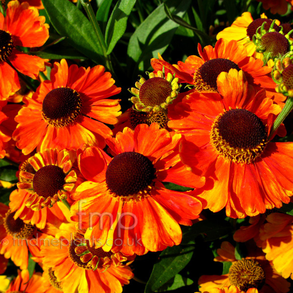 Big Photo of Helenium Sahinsearly Fl