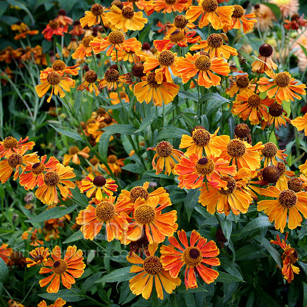 Big Photo of Helenium Waldtraut