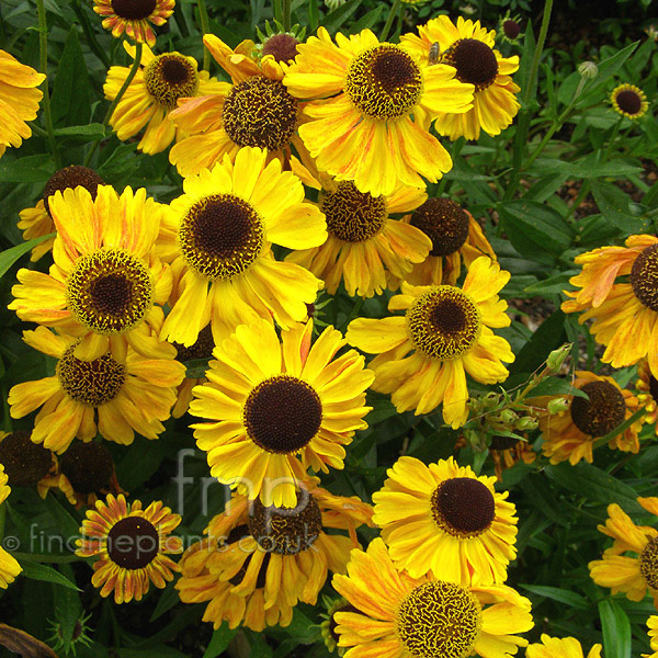 Big Photo of Helenium Wyndley
