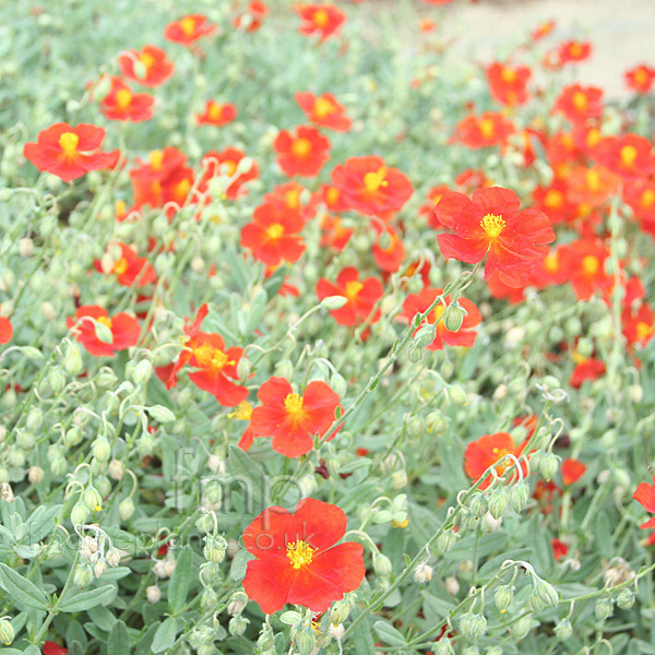 Big Photo of Helianthemum Chocolate Blot