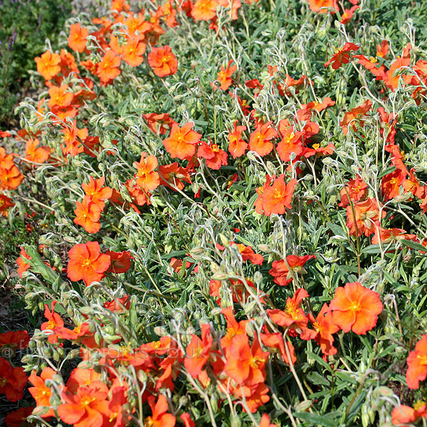 Big Photo of Helianthemum Welshflame