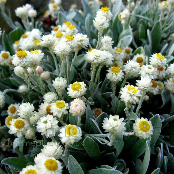 Big Photo of Helichrysum Sibthorpii Fl