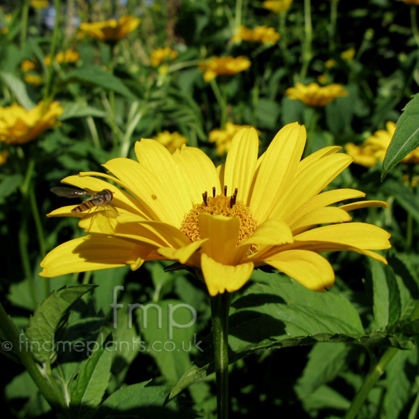 Big Photo of Heliopsis Helianthoides Scabra