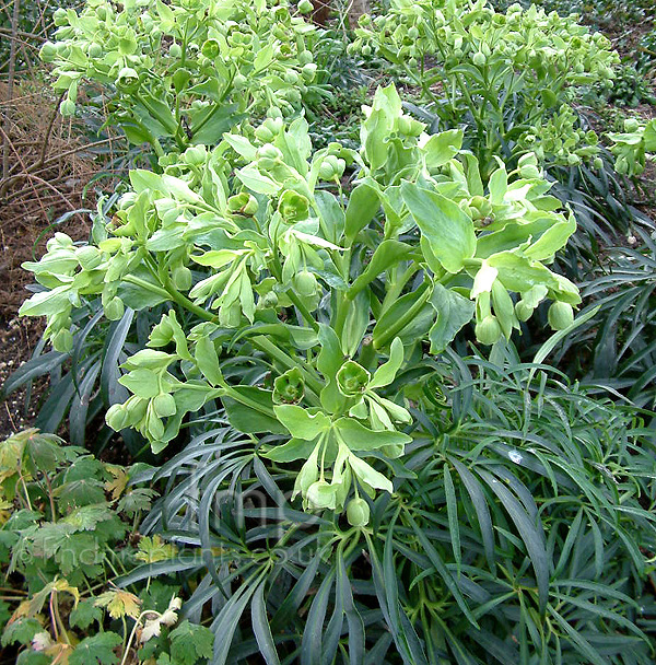 Big Photo of Helleborus Foetidus