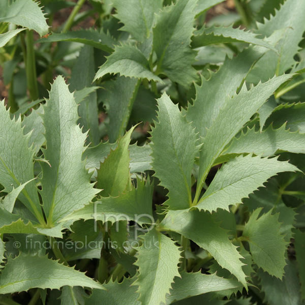Big Photo of Helleborus Silverlace Lf