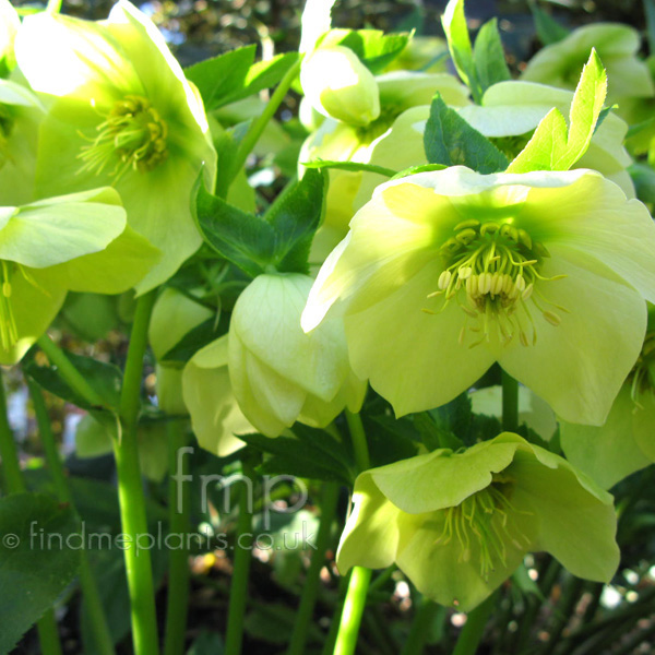 Big Photo of Helleborus Xhybridus