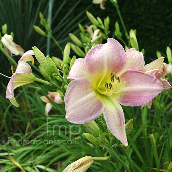 Big Photo of Hemerocallis  Catherinewood