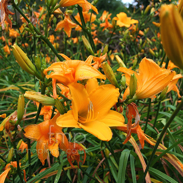 Big Photo of Hemerocallis Alan