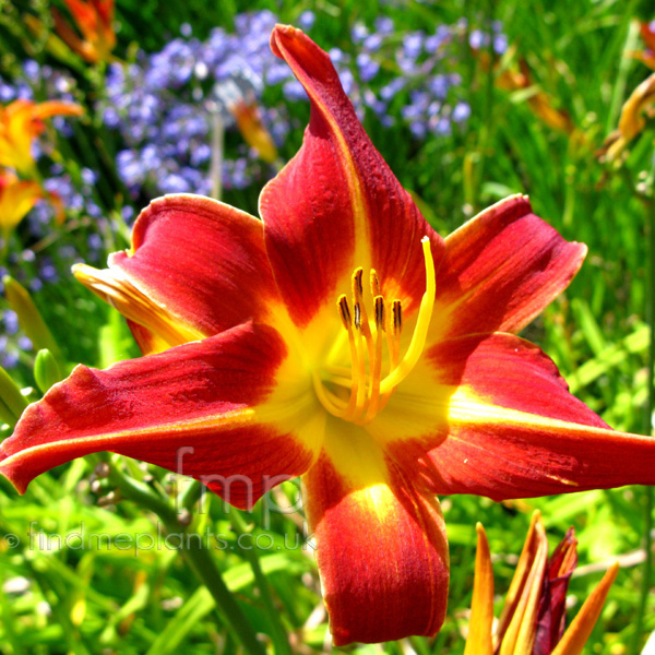 Big Photo of Hemerocallis Blackfalcon Fl
