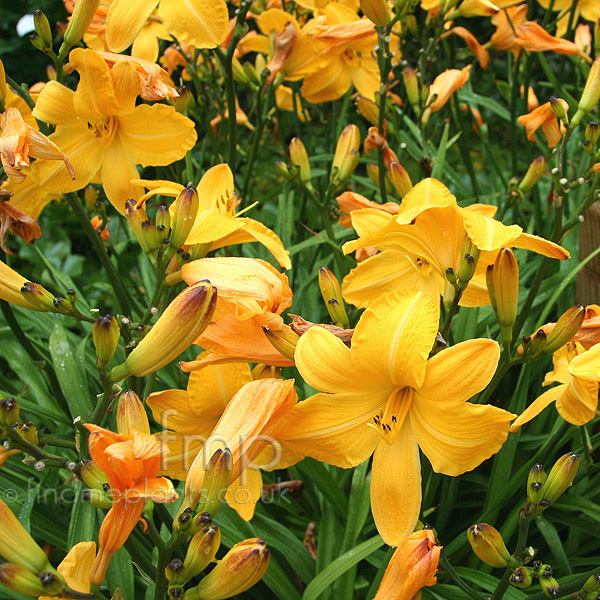 Big Photo of Hemerocallis Cartwheels