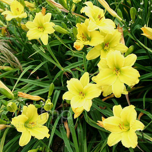 Big Photo of Hemerocallis Greenflutter