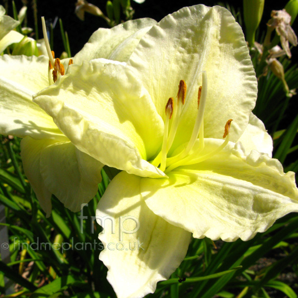 Big Photo of Hemerocallis Joansenior Fl
